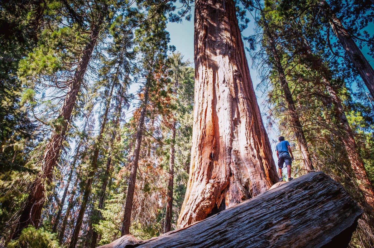 Redwood National Park Hiking