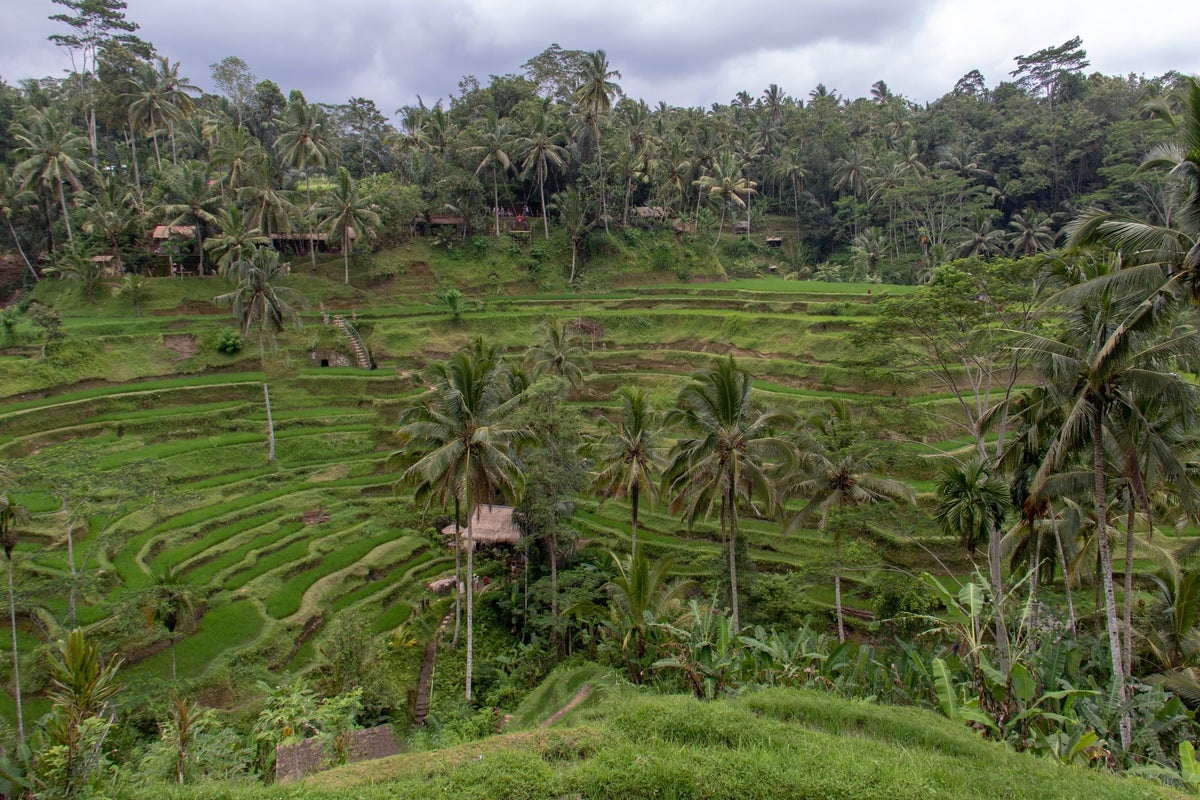 Rice Terrances Ubud Bali