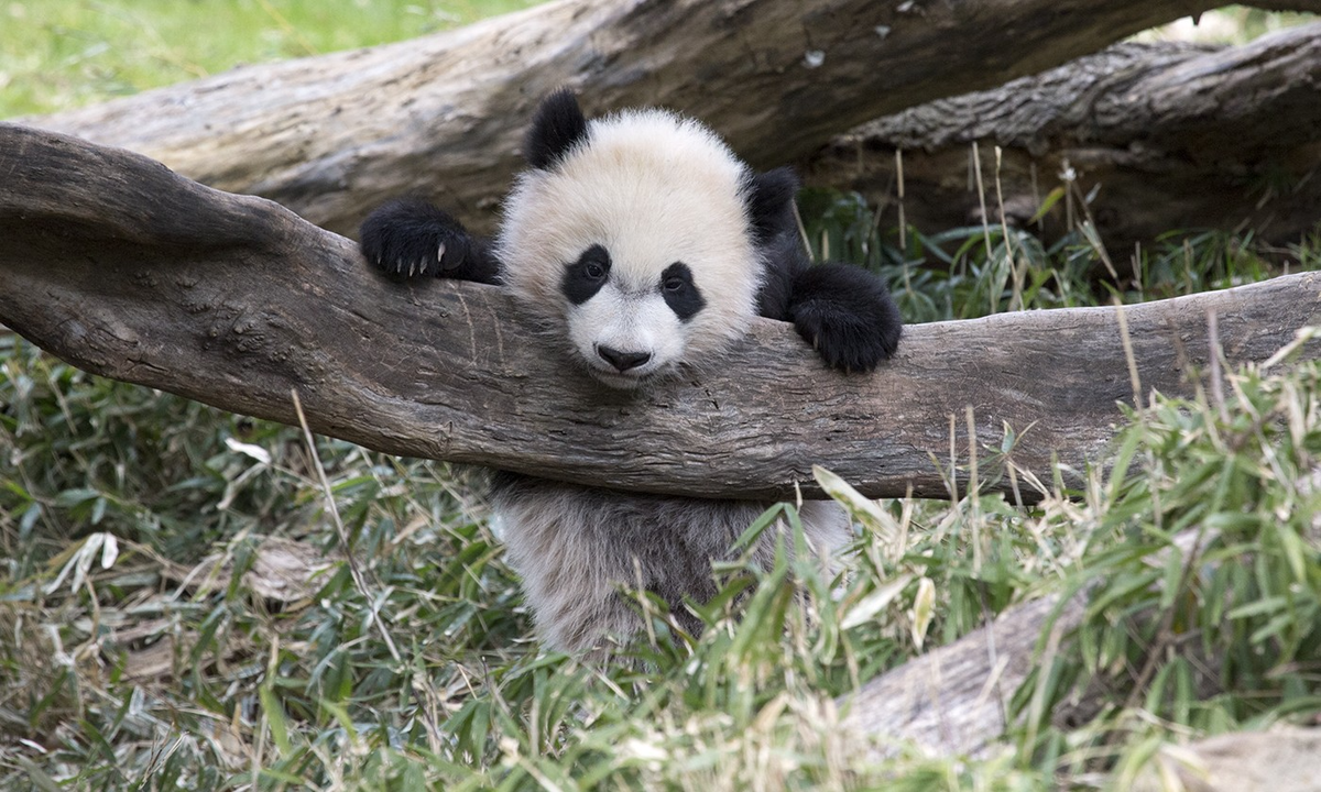 Smithsonians National Zoo giant panda exhibit