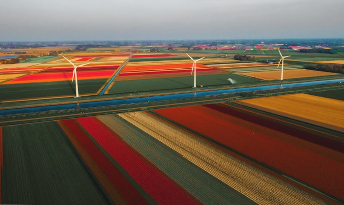 Tulip Fields Netherlands