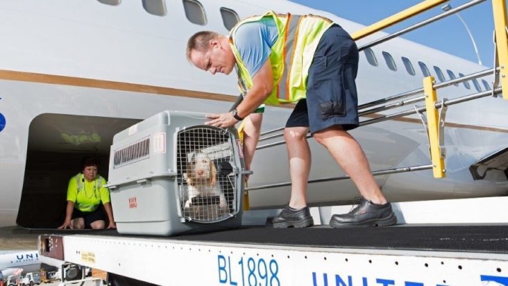 United pet shipping United pet shipping