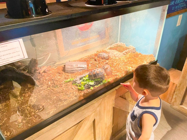 Ritz Carlton Orlando Grande Lakes Kids Club Turtles Ritz Carlton Orlando Grande Lakes Kids Club Turtles