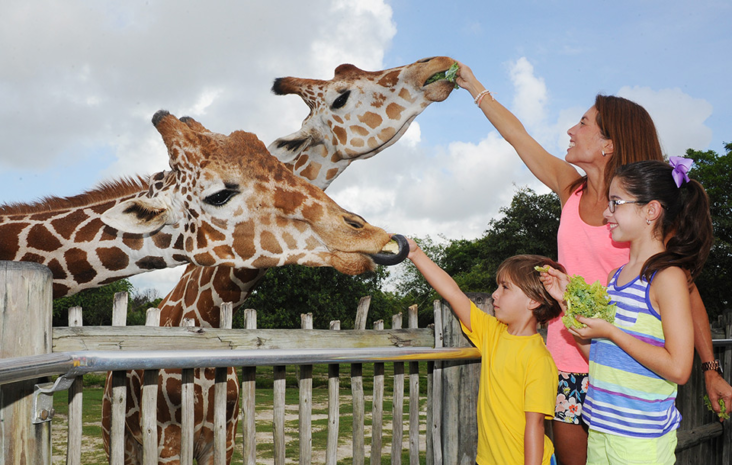 Feeding giraffes at Zoo Miami Feeding giraffes at Zoo Miami