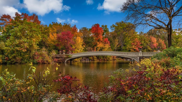 Central Park New York City during foliage season Central Park New York City during foliage season