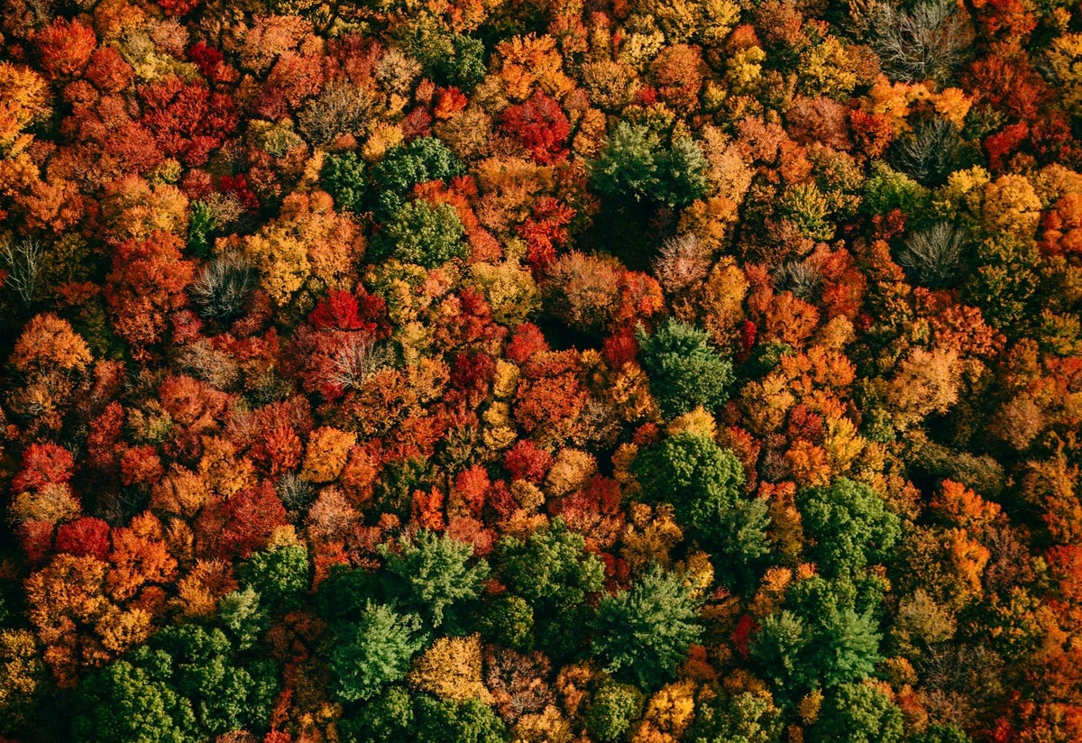 Connecticut Fall Foliage 