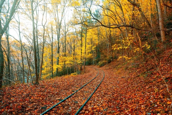 Tennessee railroad tracks covered in fall foliage Tennessee railroad tracks covered in fall foliage