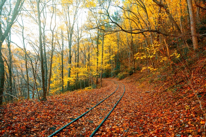 Tennessee railroad tracks covered in fall foliage Tennessee railroad tracks covered in fall foliage