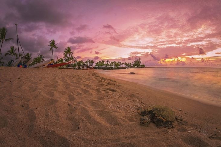 Big Island Beach Sunset Turtle Big Island Beach Sunset Turtle