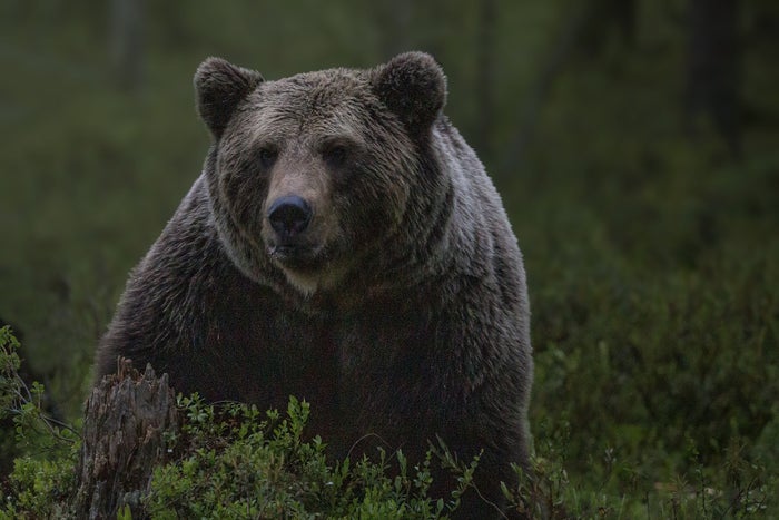 The 5 Best Bear Sprays for Hiking & Camping [2024]