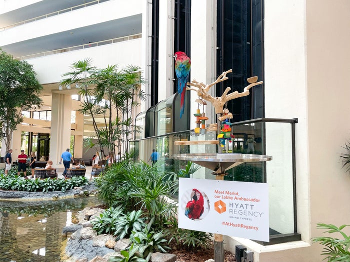 Parrot at the Hyatt Regency Grand Cypress Orlando