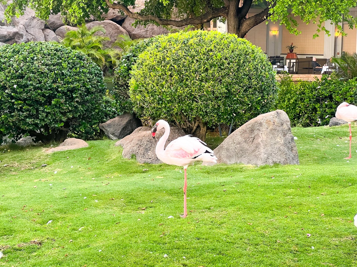 Hyatt Regency Maui Resort and Spa Flamingo