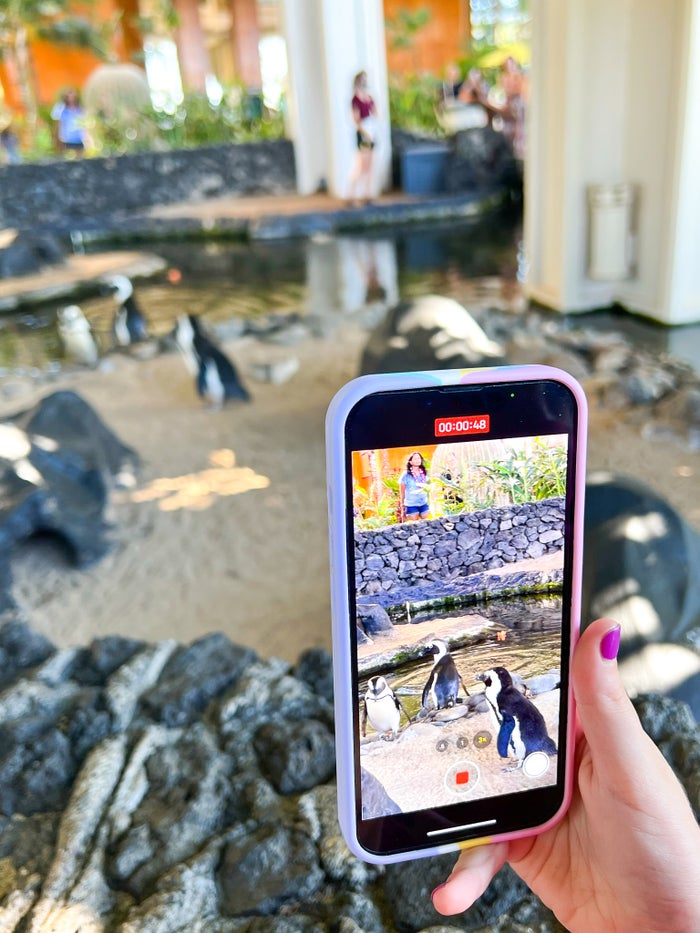 Hyatt Regency Maui Resort and Spa Penguin photo