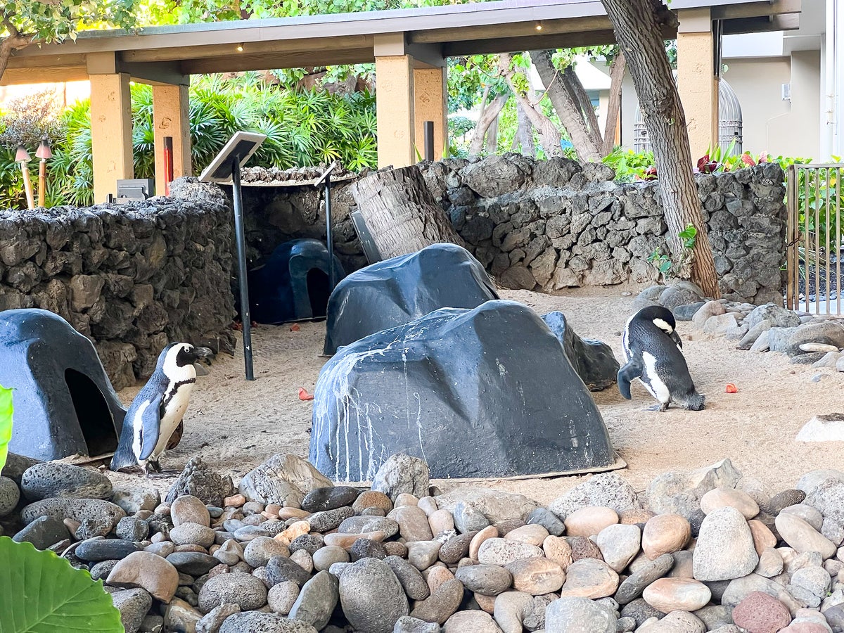 Hyatt Regency Maui Resort and Spa Penguins