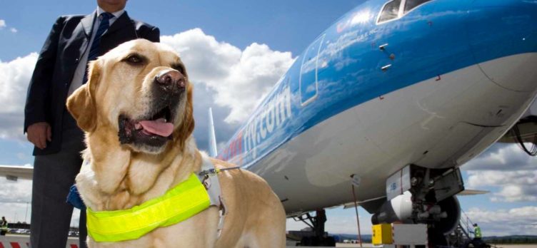 Guide dog and owner in front of airplane