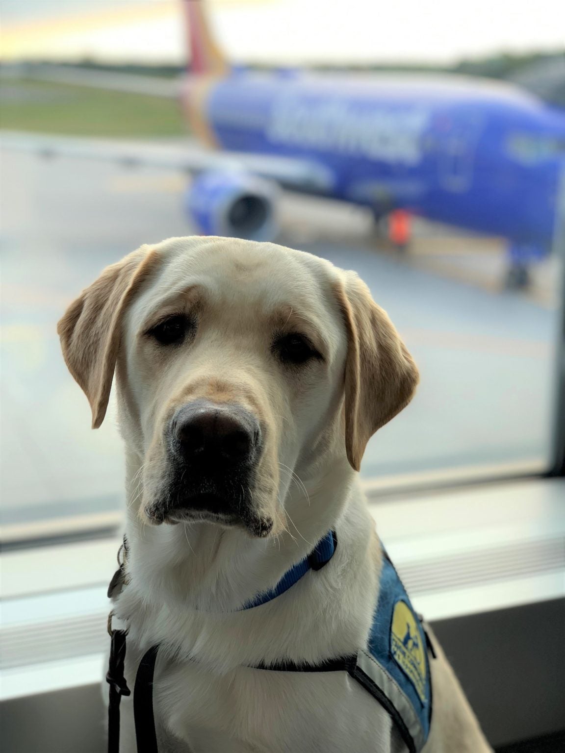 Ultimate Guide to Service Dogs on Planes [2023 Airline Rules]