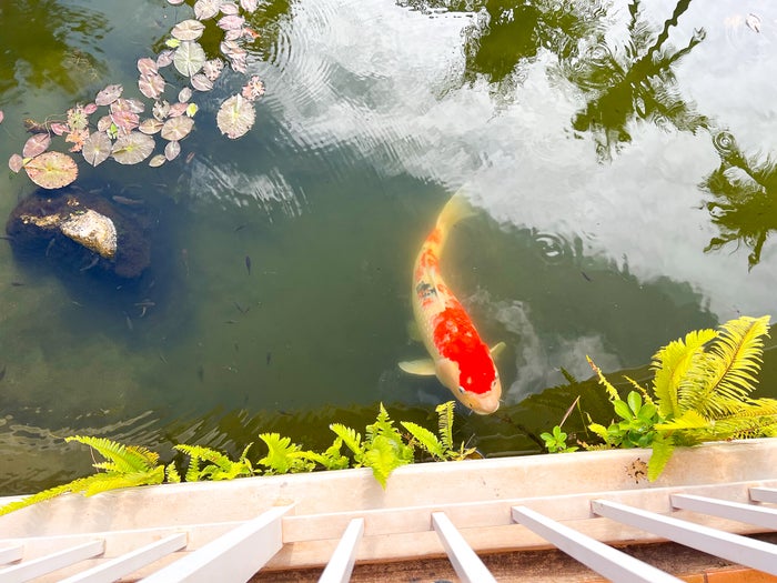 Grand Wailea Maui Waldorf Astoria Resort Koi Pond