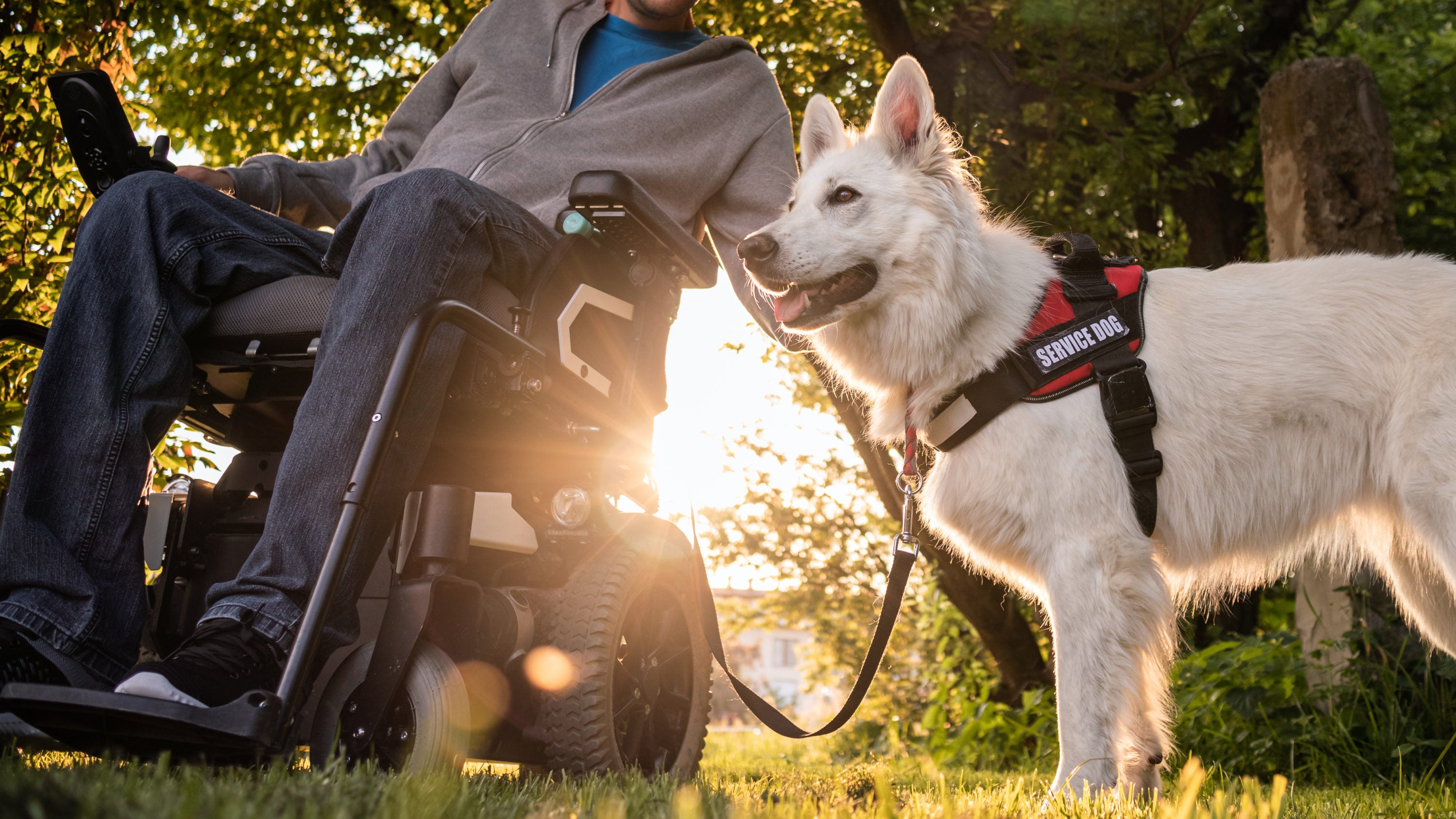 Man in wheelchair with service dog