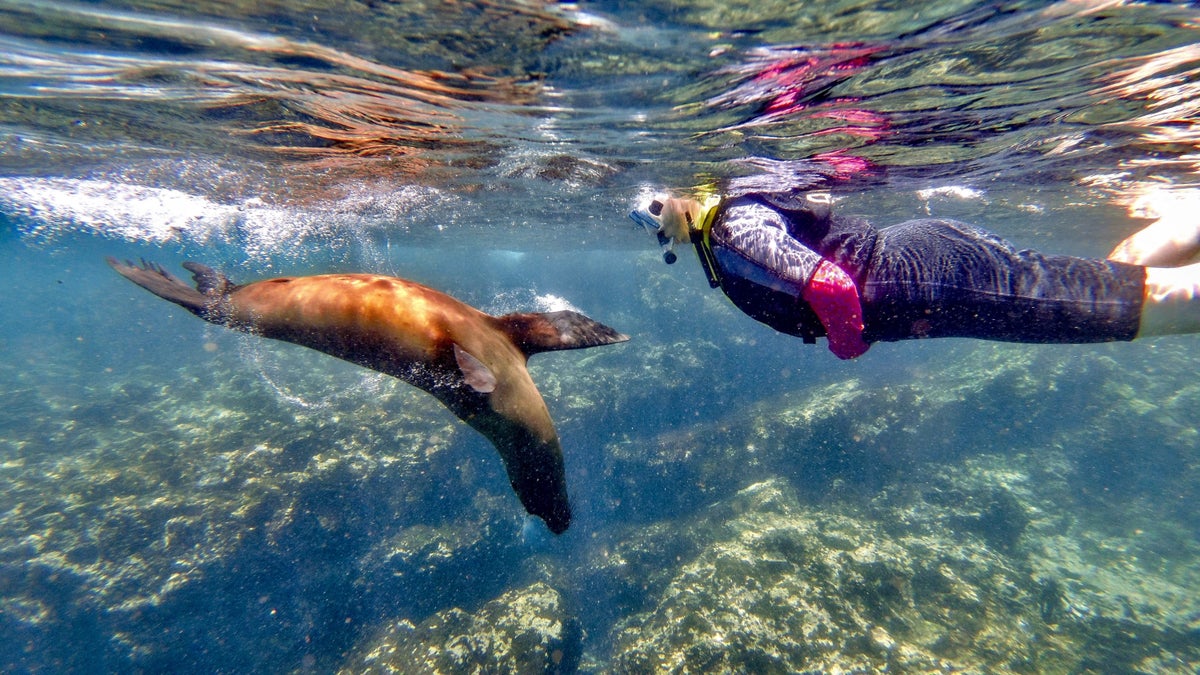 Katie snorkeling with a Galapagos sea lion