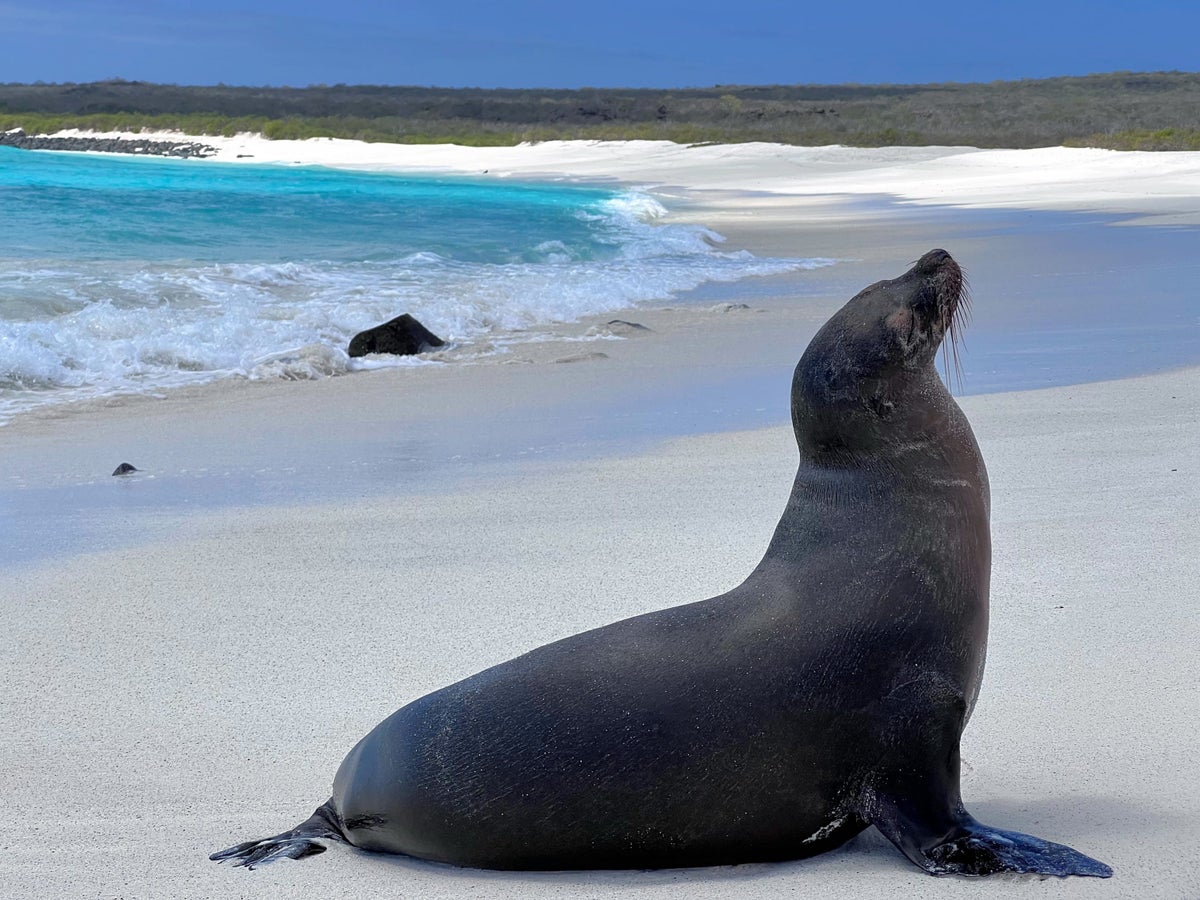 Sea lion at Gardner Bay on Espanola Island Galapagos