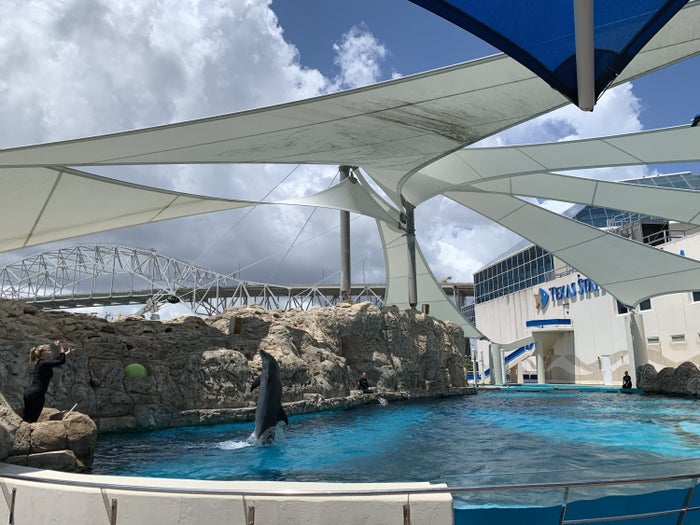 The dolphin presentation at Texas State Aquarium near DoubleTree by Hilton Corpus Christi Beachfront