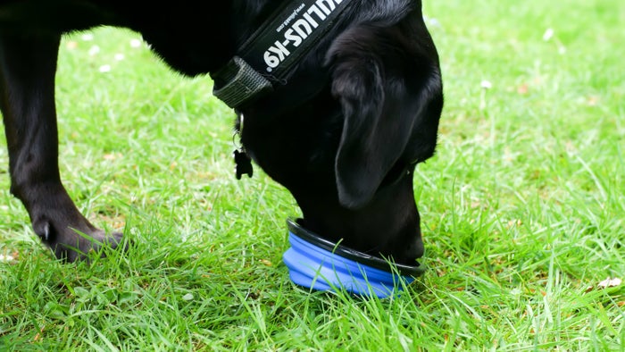 Hiking dog bowl size