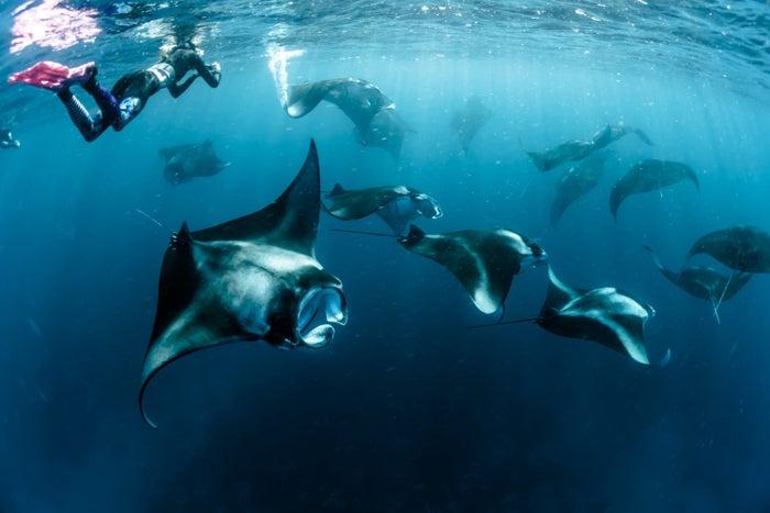 Manta Rays in Maldives