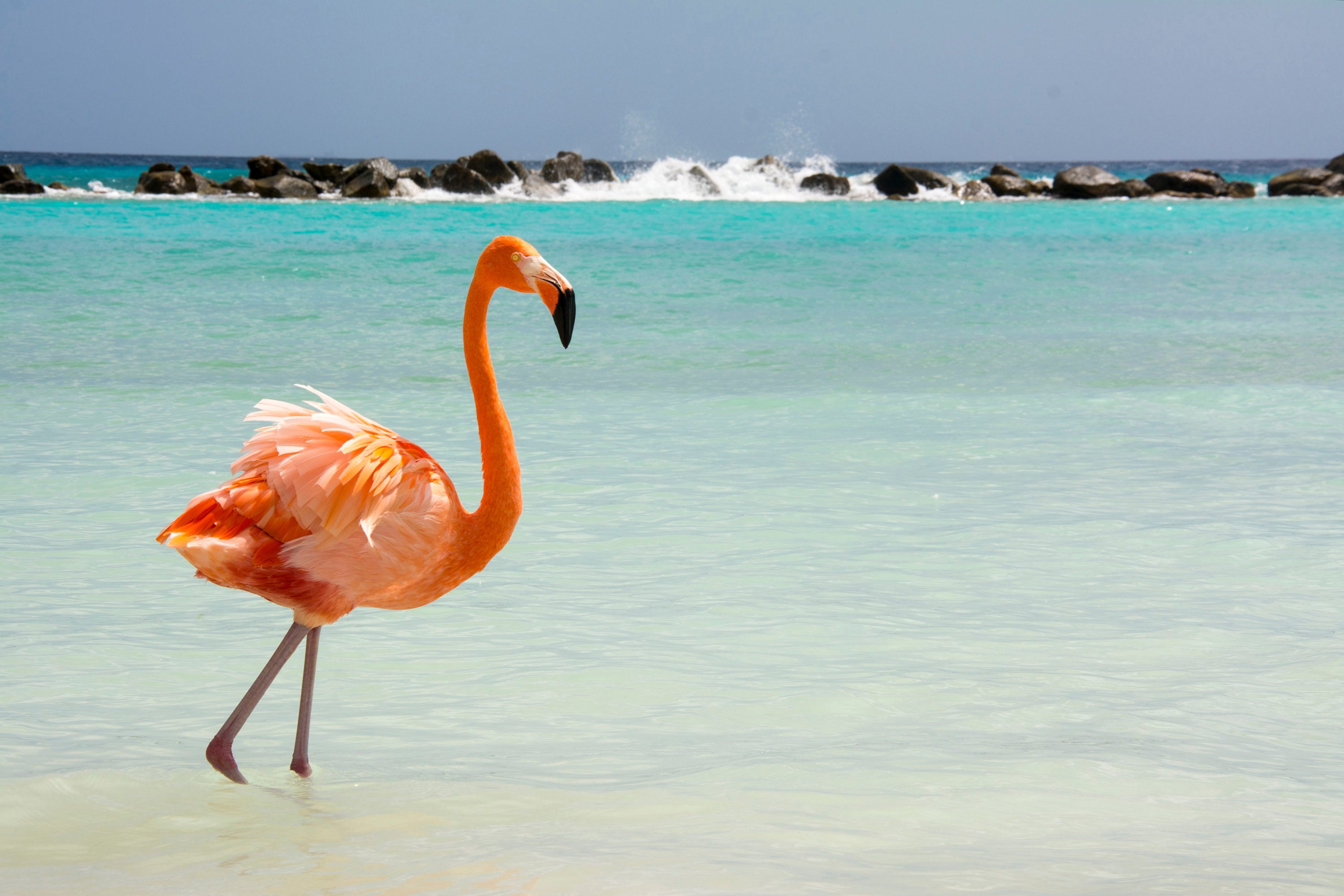Aruba Flamingo Beach