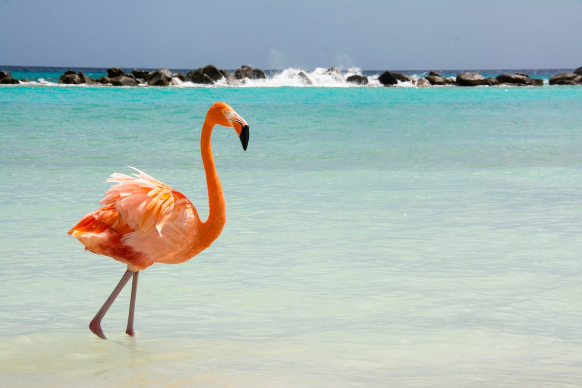The Best Times To Visit Aruba [By Seasons and Interests]