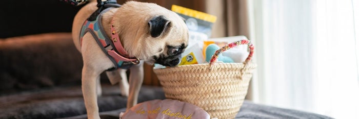 InterContinental Singapore pug