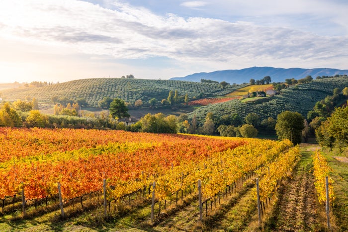 Umbria Italy vineyards in fall