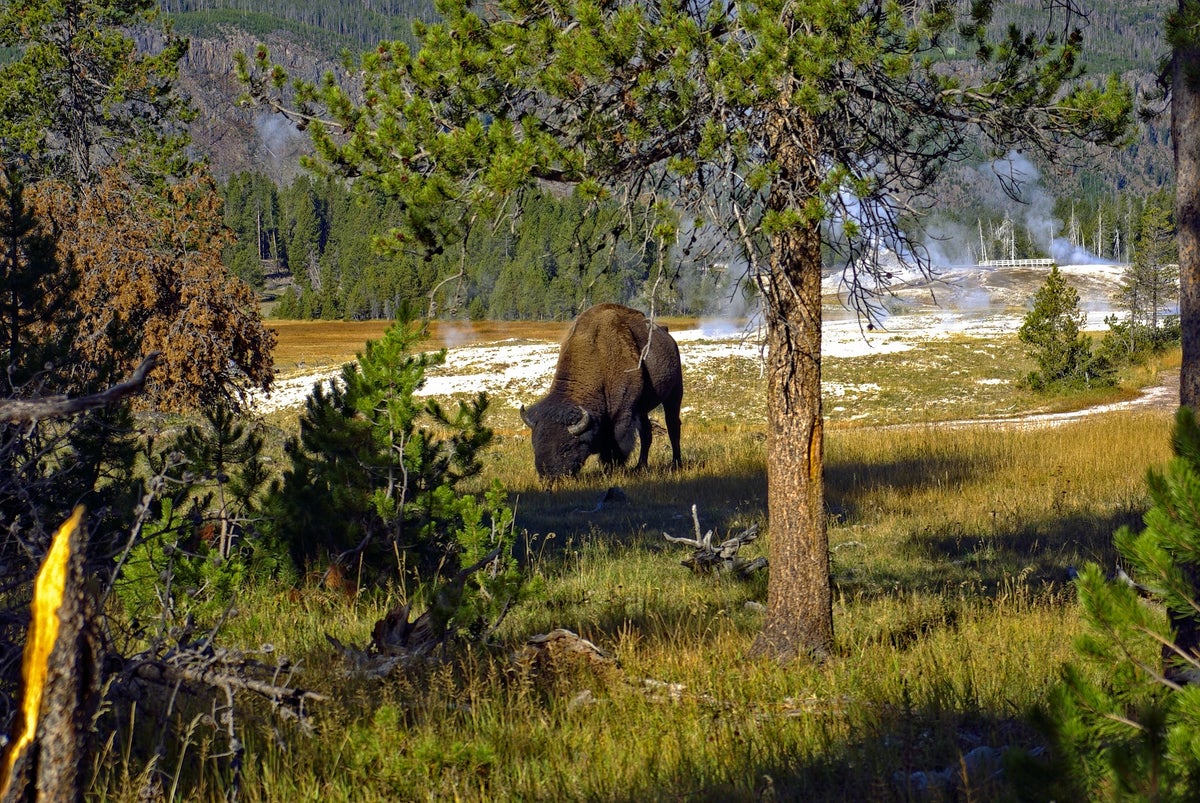 The Ultimate Guide to Yellowstone National Park — Best Things To Do, See & Enjoy!