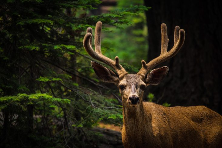 yosemite national park wildlife tours