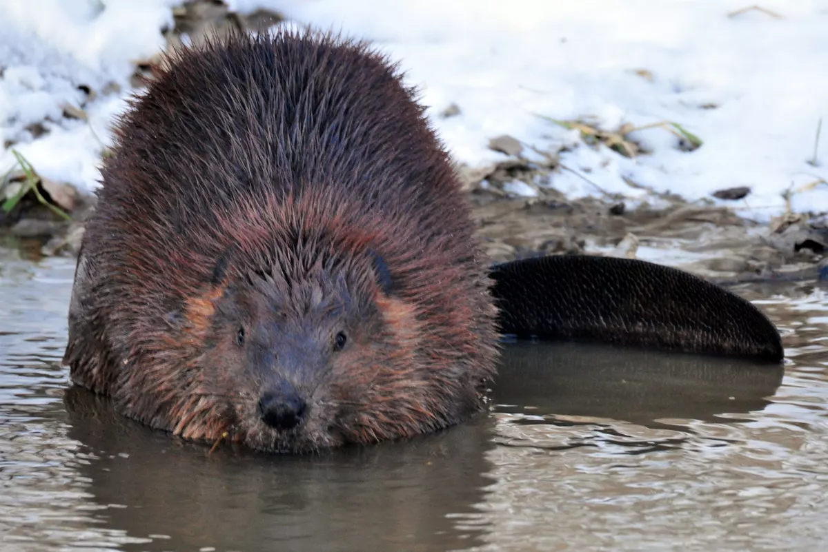Beaver sits in water Acadia