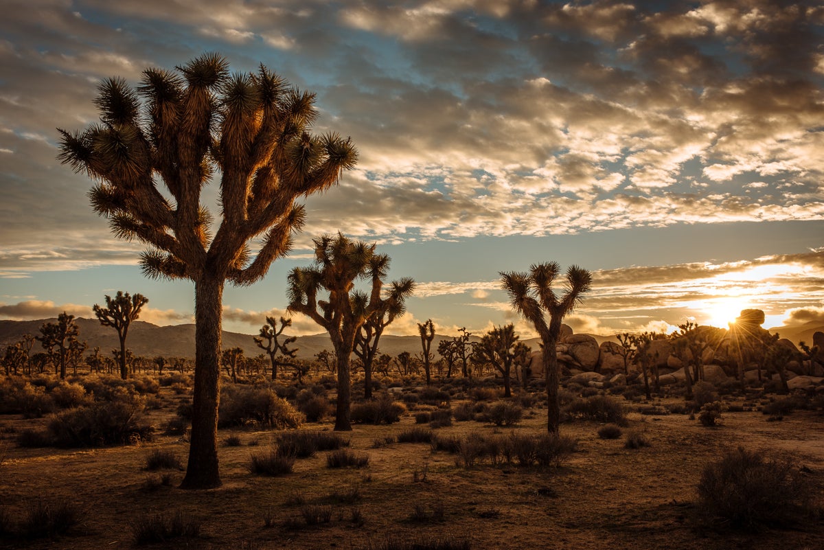 The Ultimate Guide to Joshua Tree National Park — Best Things To Do, See & Enjoy!