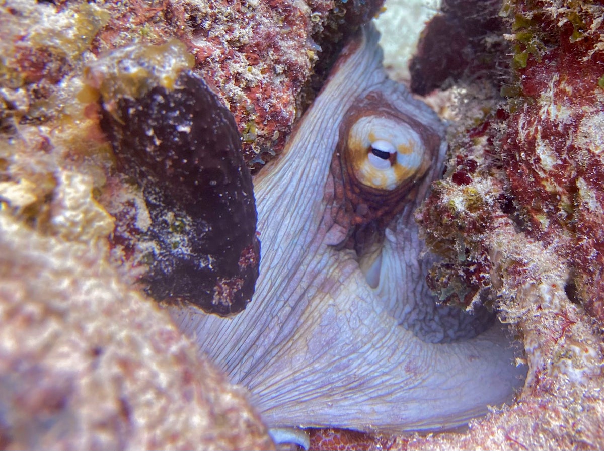 Octopus sighting during Curacao dive
