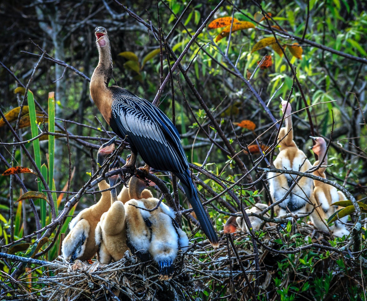 Birdwatching Everglades National Park