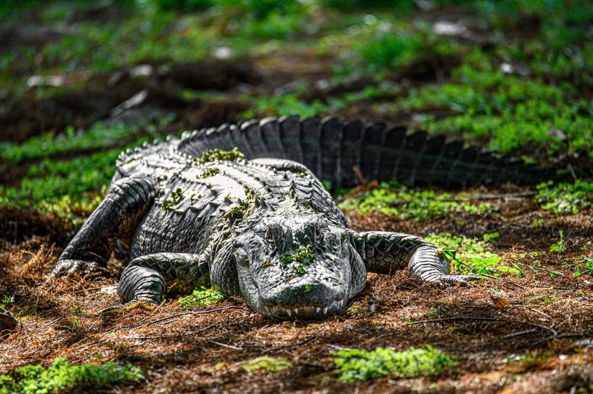 Everglades National Park for Wildlife