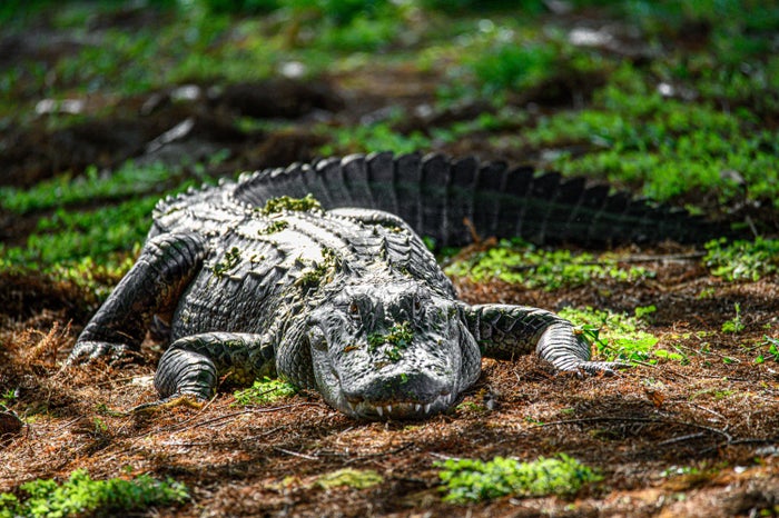 Everglades National Park for Wildlife