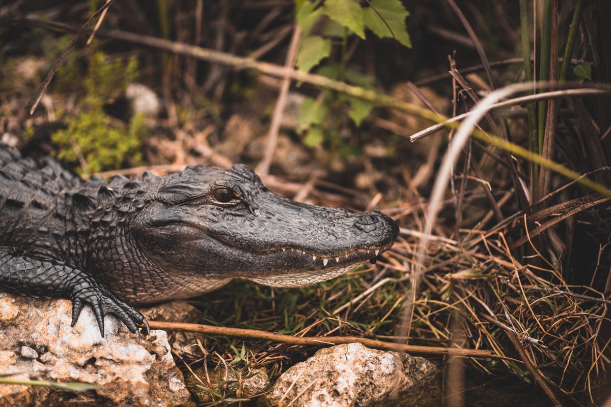 The Ultimate Guide to Everglades National Park — Best Things To Do, See & Enjoy!