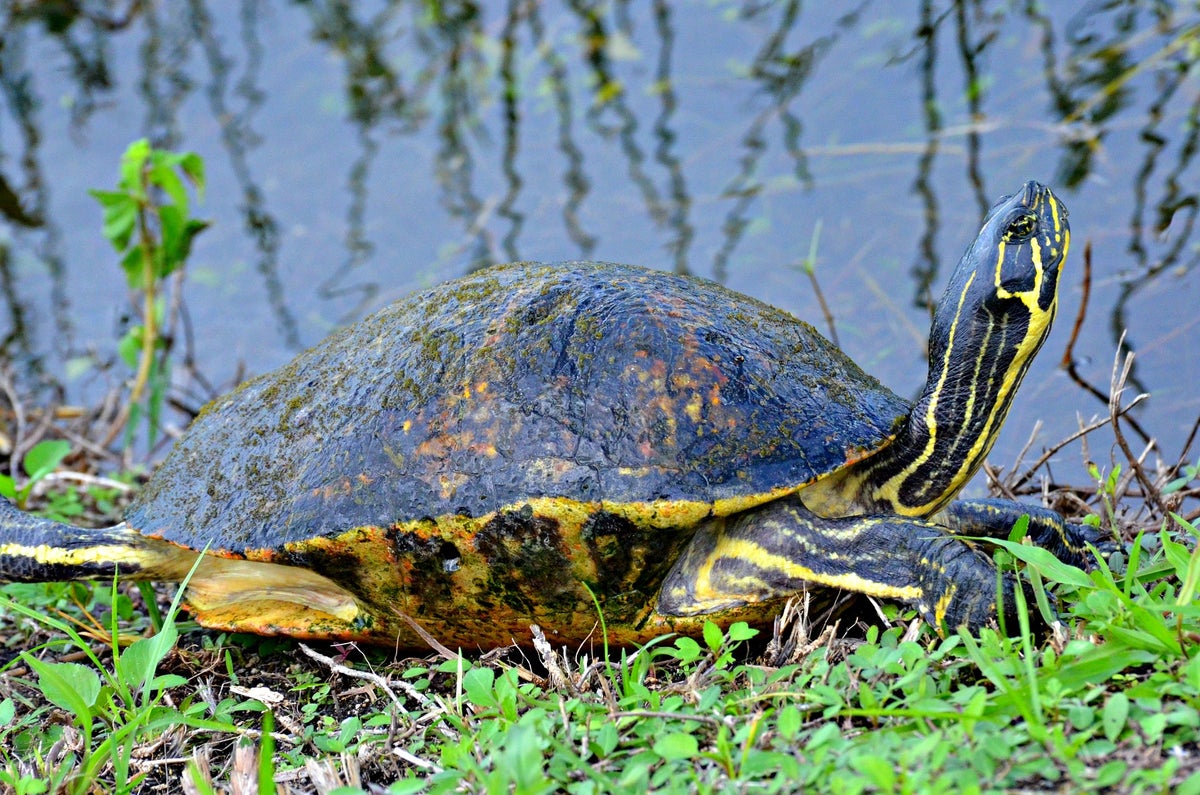 Everglades Tortoise