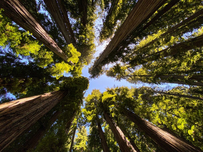 Redwood National Park