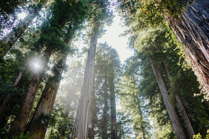 The Ultimate Guide to Redwood National and State Parks — Best Things To Do, See & Enjoy!