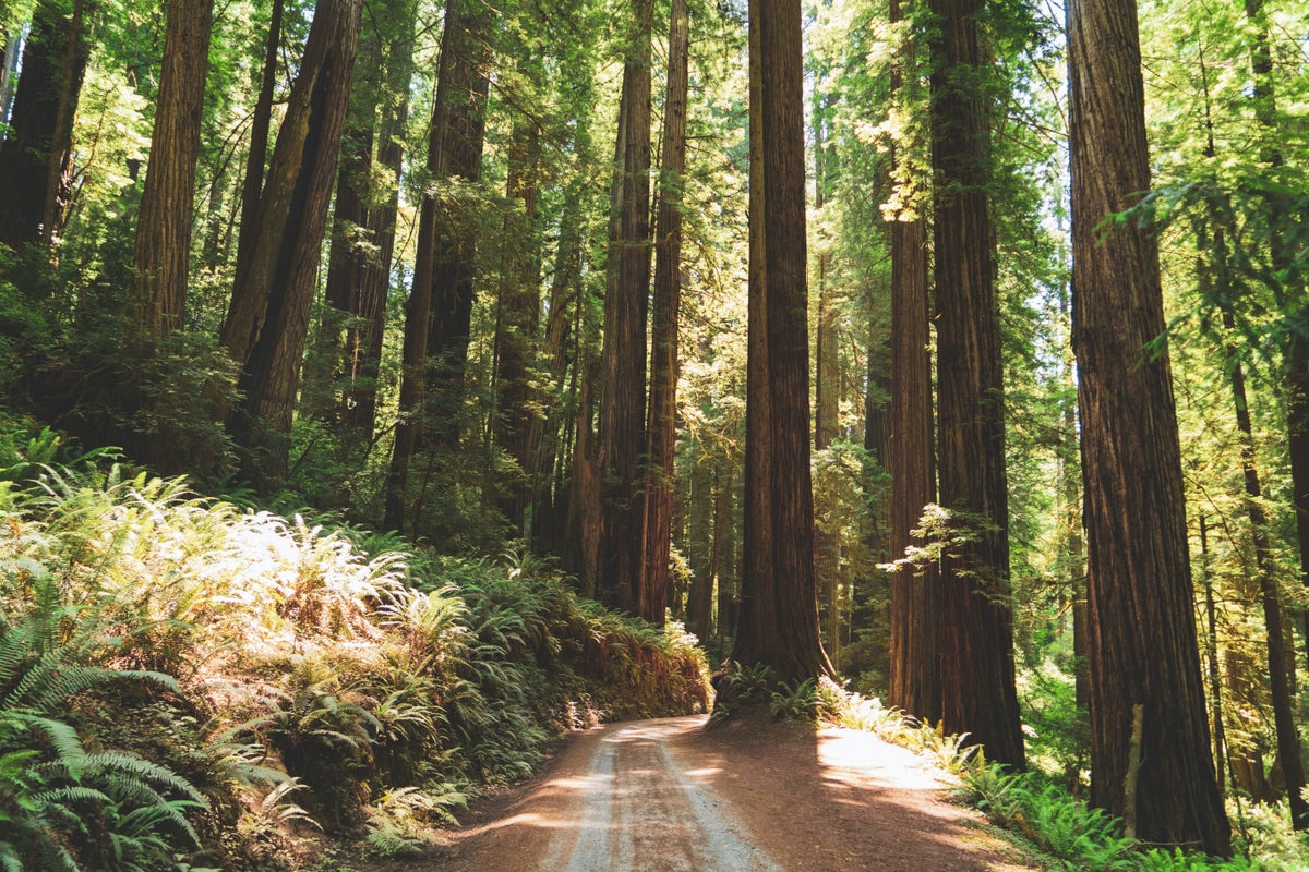 Redwood giants in Northern California