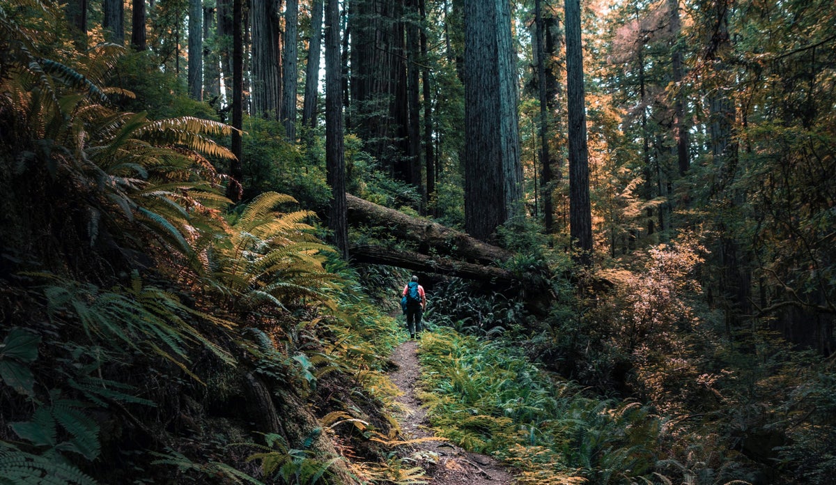 Redwoods National Park Hiking