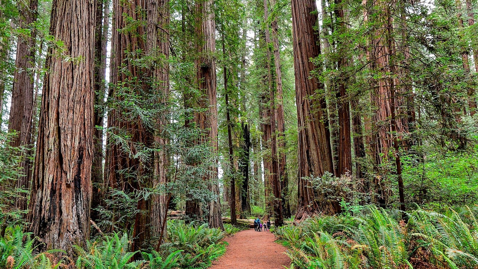 The Ultimate Guide to Redwood National and State Parks [2023]