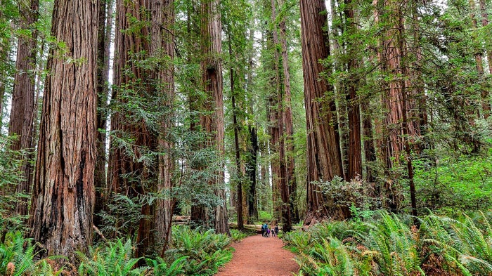 Stout Memorial Grove