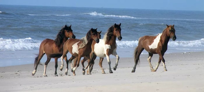 Assateague Island