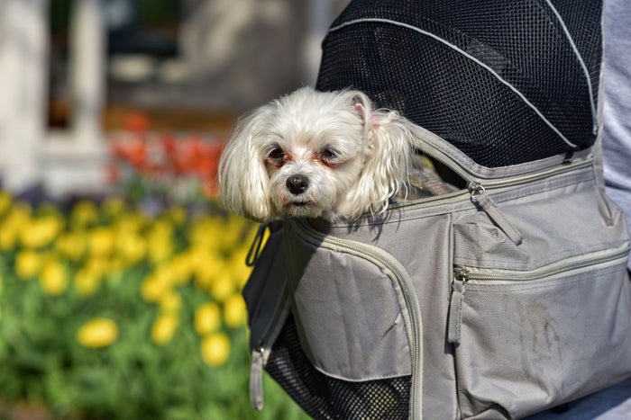 The 10 Best Dog Carrier Backpacks for Hiking, Biking & More [2024]