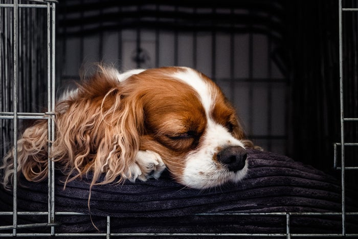 The 15 Best Travel Dog Crates & Carriers [2025]