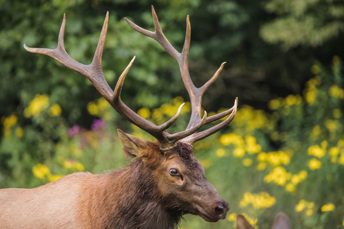 Elk in a field of flowers in the Great Smoky Mountains